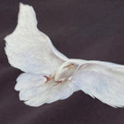 YGEBB 2022 Double Layered Dove Hoodie In Dark Grey