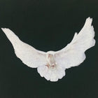 YGEBB 2022 No Seam Dove Boxy Tee In Black