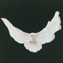 YGEBB 2022 No Seam Dove Boxy Tee In Black